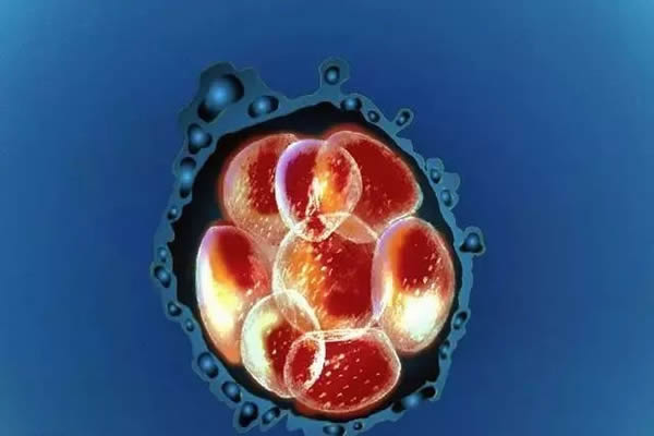 为什么试管都要先移植鲜胚-原因有三点（内附移