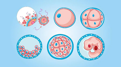 绍兴供卵机构多少钱：冷冻胚胎移植不成功的症状有哪些？